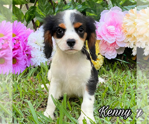Cavalier King Charles Spaniel Puppy for sale in MIAMI, FL, USA