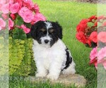 Small #4 Cavapoo