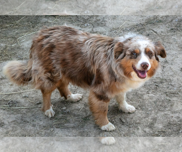 Medium Photo #1 Shel-Aussie Puppy For Sale in HILLSBORO, OH, USA