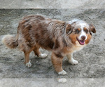 Small Photo #1 Shel-Aussie Puppy For Sale in HILLSBORO, OH, USA