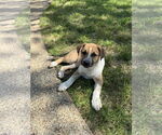 Small #1 Labrador Retriever-Red Heeler Mix