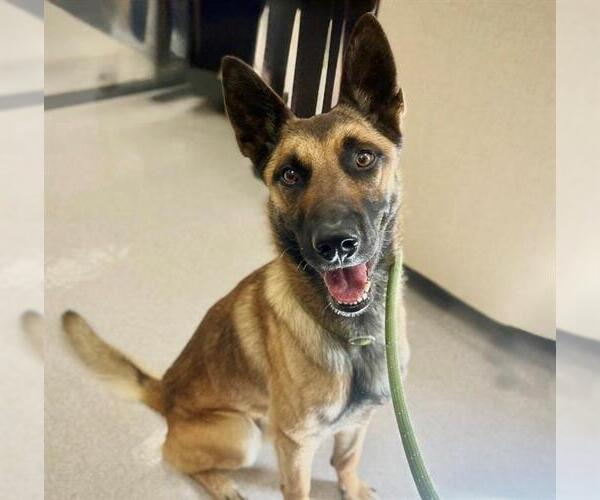 Medium Photo #1 German Shepherd Dog-Unknown Mix Puppy For Sale in Santa Rosa, CA, USA