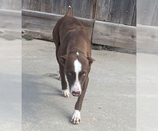 Medium Photo #12 Lab-Pointer Puppy For Sale in Houston, TX, USA