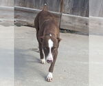 Small #11 Lab-Pointer