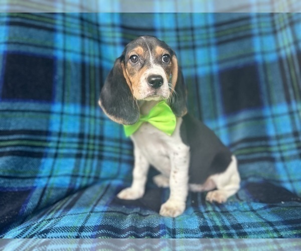Medium Photo #8 Beagle Puppy For Sale in LAKELAND, FL, USA
