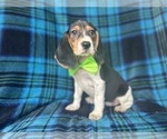 Small #7 Beagle