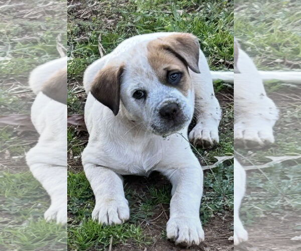 Medium Photo #4 Mutt Puppy For Sale in Rockaway, NJ, USA