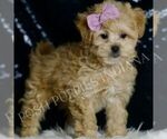 Small #2 Maltipoo