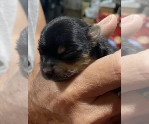 Yorkshire Terrier Puppy for Sale in EVANSDALE, Iowa USA