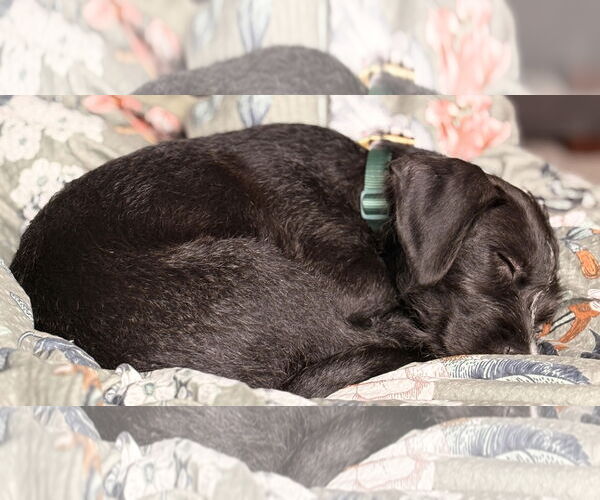 Medium Photo #10 American Staffordshire Terrier-Unknown Mix Puppy For Sale in Princeton, MN, USA