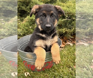 German Shepherd Dog Puppy for sale in MIDDLEBURY, IN, USA