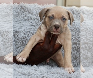 American Bully Puppy for sale in CHAMPAIGN, IL, USA