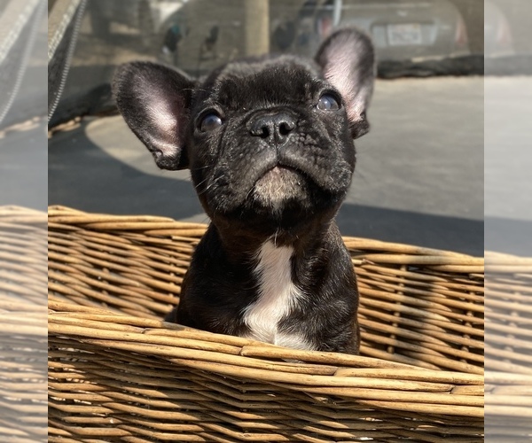 Medium Photo #2 French Bulldog Puppy For Sale in PORTERVILLE, CA, USA