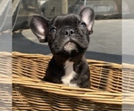 Small Photo #2 French Bulldog Puppy For Sale in PORTERVILLE, CA, USA