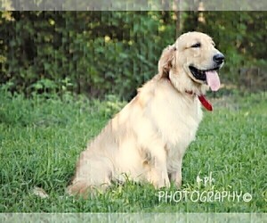 Father of the Golden Retriever puppies born on 02/08/2023