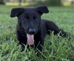 Small #1 German Shepherd Dog