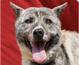Mutt Dogs for adoption in San Ramon, CA, USA
