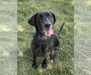 Black and Tan Coonhound-Plott Hound Mix Dogs for adoption in Lee's Summit, MO, USA