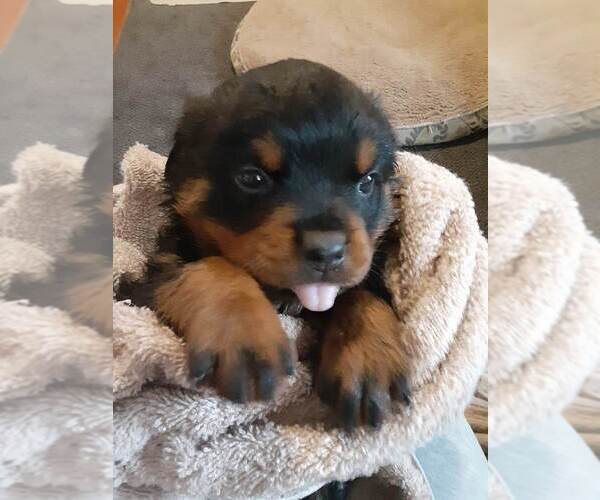 Medium Photo #3 Rottweiler Puppy For Sale in VANCOUVER, WA, USA