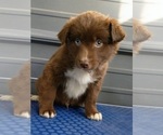 Small Photo #1 Border-Aussie Puppy For Sale in NEW YORK MILLS, MN, USA