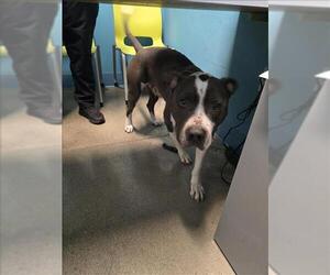 Mutt Dogs for adoption in Houston, TX, USA