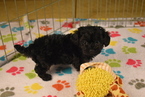 Small Photo #4 Poodle (Toy)-Yorkshire Terrier Mix Puppy For Sale in ORO VALLEY, AZ, USA