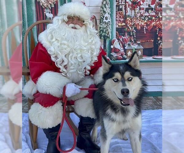 Medium Photo #1 Siberian Husky Puppy For Sale in Long Beach, CA, USA