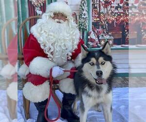 Siberian Husky Dogs for adoption in Long Beach, CA, USA