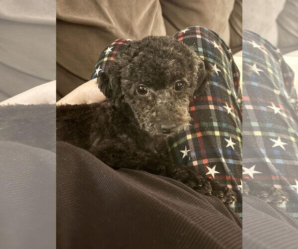 Medium Photo #2 Poodle (Toy) Puppy For Sale in St. Louis Park, MN, USA