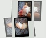 Small #3 Mal-Shi
