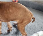Small #5 Boxer Mix