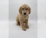 Small Photo #13 Golden Retriever Puppy For Sale in OCALA, FL, USA