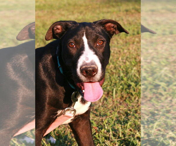 Medium Photo #4 Borador Puppy For Sale in Attalka, AL, USA