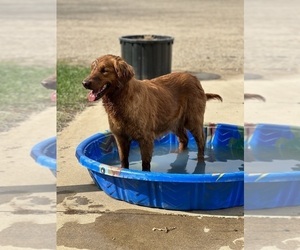 Mother of the Golden Retriever puppies born on 05/28/2025