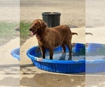 Small Photo #1 Golden Retriever Puppy For Sale in ROCK VALLEY, IA, USA