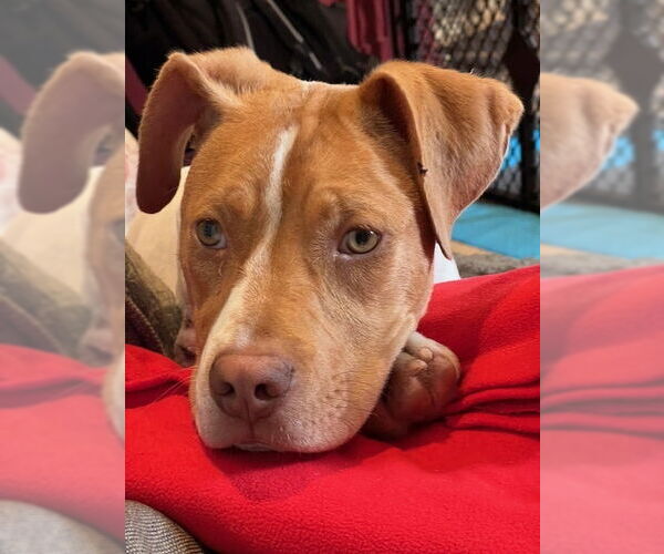 Medium Photo #25 American Pit Bull Terrier-Unknown Mix Puppy For Sale in Brewster, NY, USA