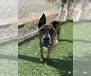Mutt Dogs for adoption in Chula Vista, CA, USA