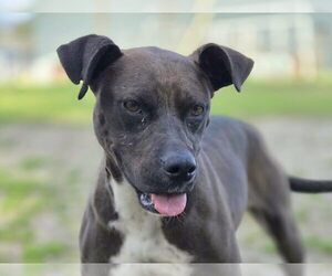 Indie - Female Boxer-Unknown Mix Dog for Adoption - Photo #3