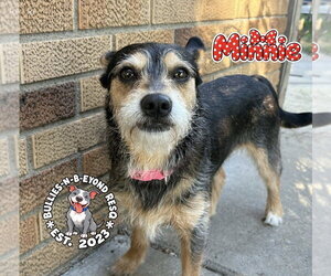 Dachshund-Unknown Mix Dogs for adoption in Omaha, NE, USA