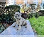 Small Photo #158 French Bulldog Puppy For Sale in HAYWARD, CA, USA