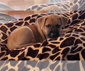 Boxer-Rhodesian Ridgeback Mix Dogs for adoption in Holly Springs, NC, USA