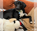 Small #2 Labrador Retriever Mix