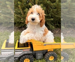 Goldendoodle (Miniature) Puppy for sale in MIDDLEBURY, IN, USA