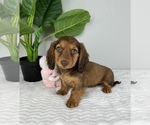 Small Photo #7 Dachshund Puppy For Sale in FRANKLIN, IN, USA