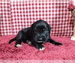 Small #1 Golden Mountain Dog