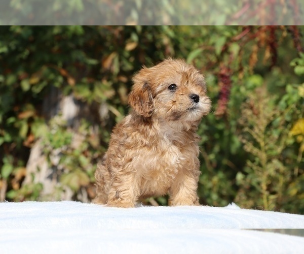 Medium Photo #13 ShihPoo Puppy For Sale in DYERSBURG, TN, USA