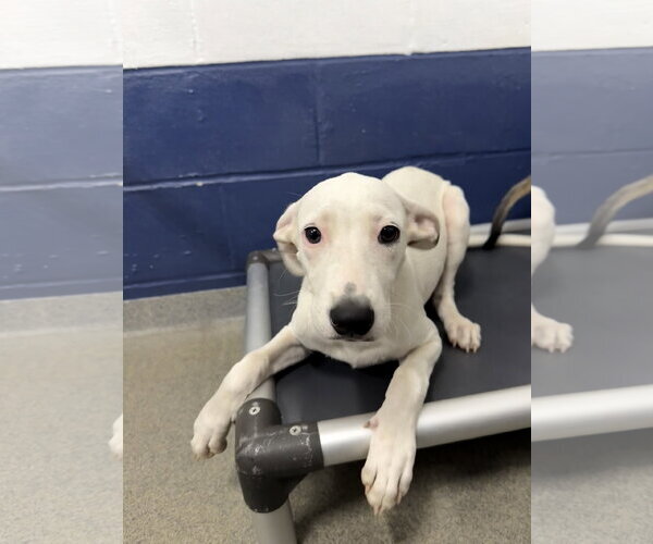 Medium Photo #1 Mutt Puppy For Sale in Sterling, MA, USA