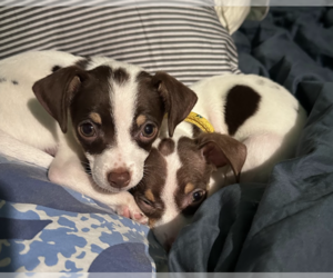 Chihuahua-Unknown Mix Dogs for adoption in Brooklyn, NY, USA