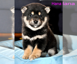 Shiba Inu Puppy for Sale in SAN FRANCISCO, California USA