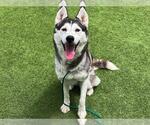 Small #1 Siberian Husky